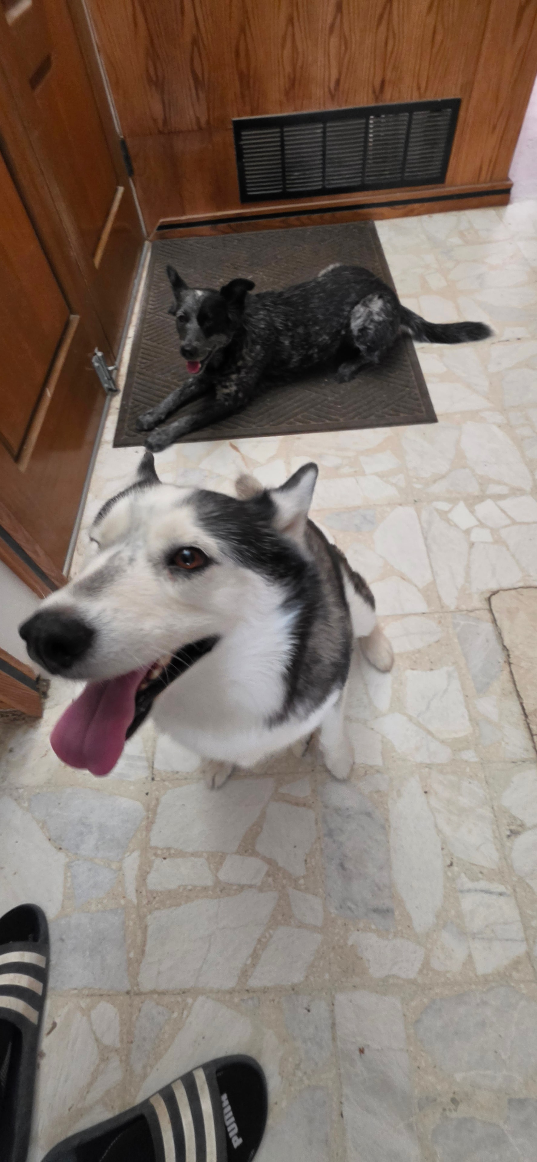 Happy dogs at My Pet Motel El Paso — always excited to arrive