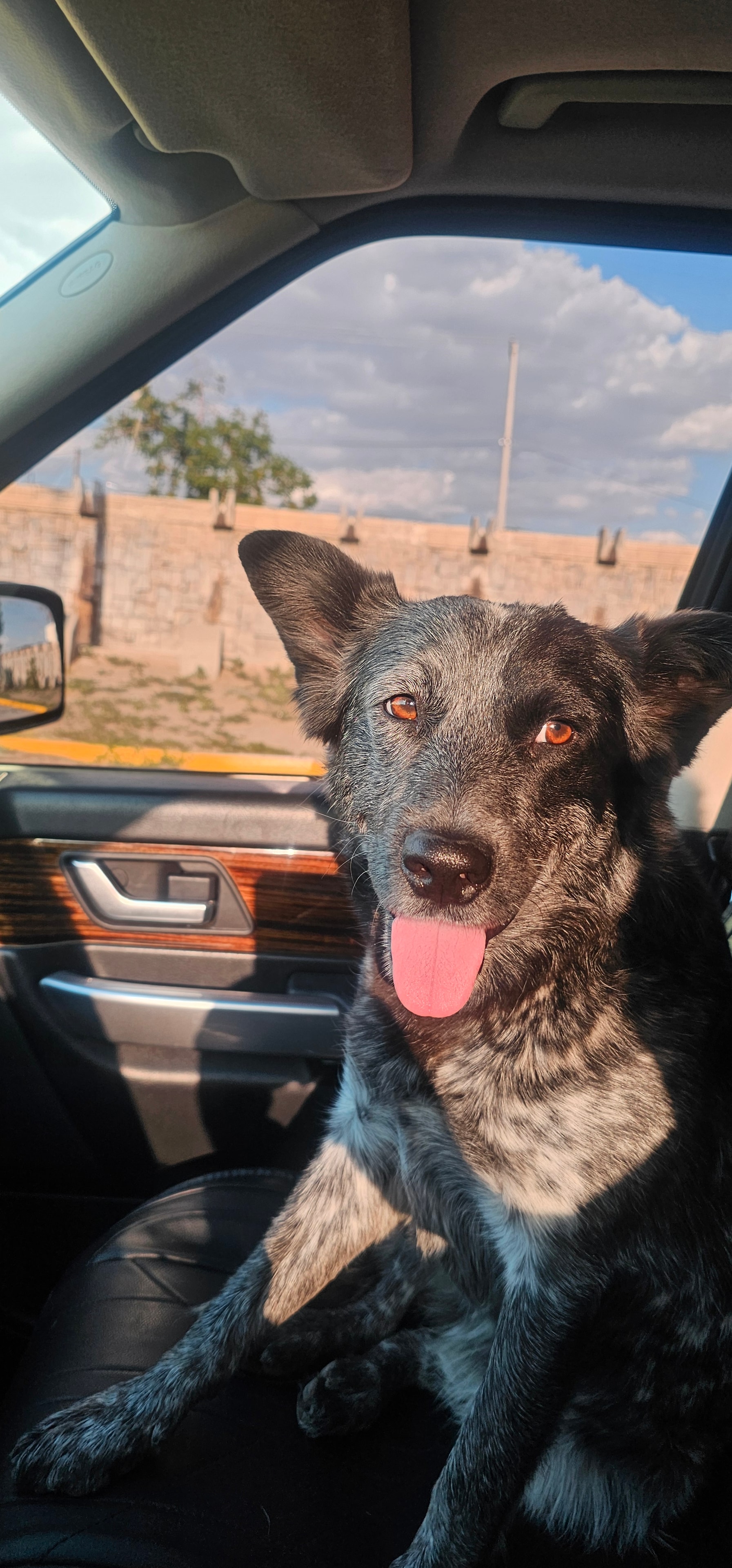 Happy dog on the way to My Pet Motel El Paso