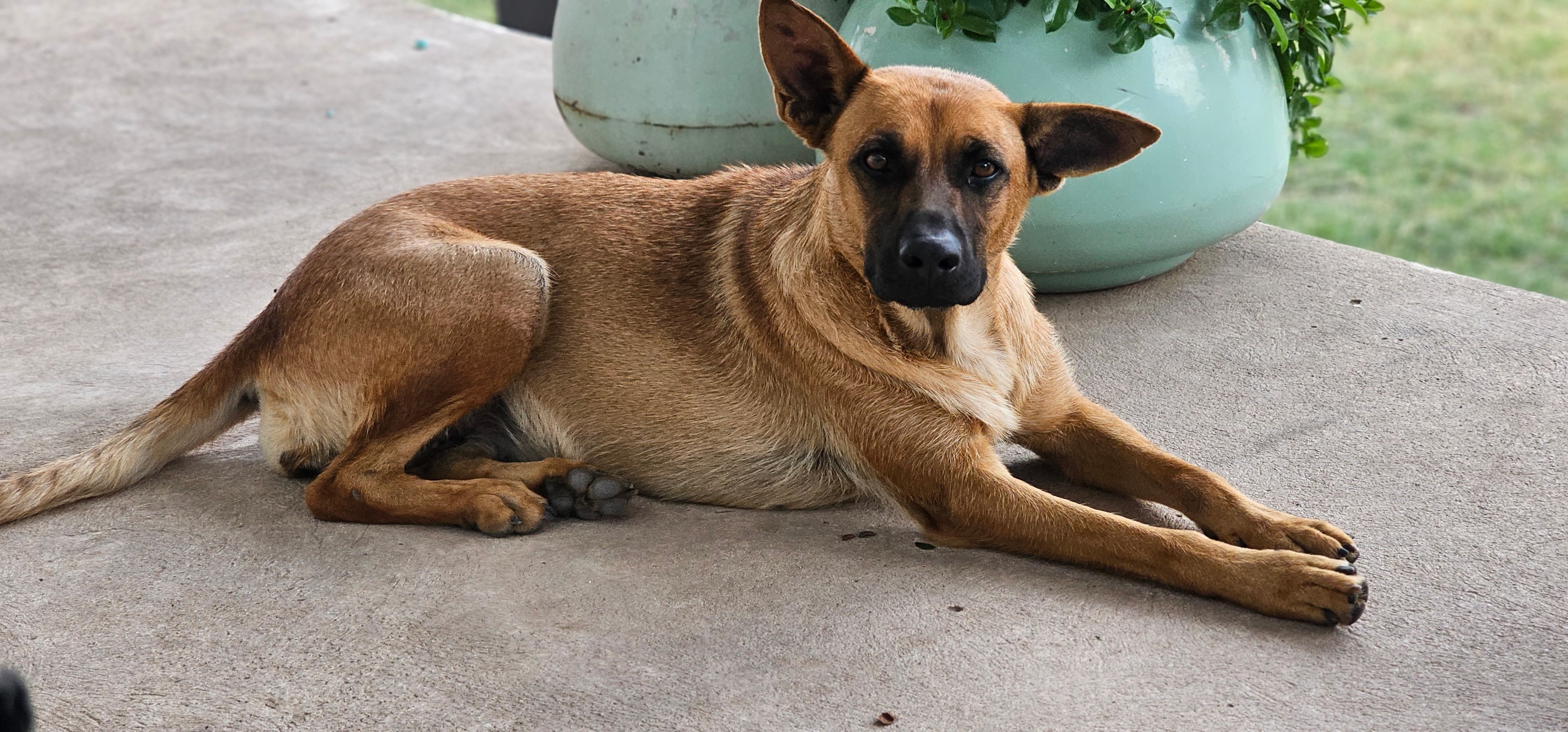 Dogs relaxing in the yard at My Pet Motel El Paso