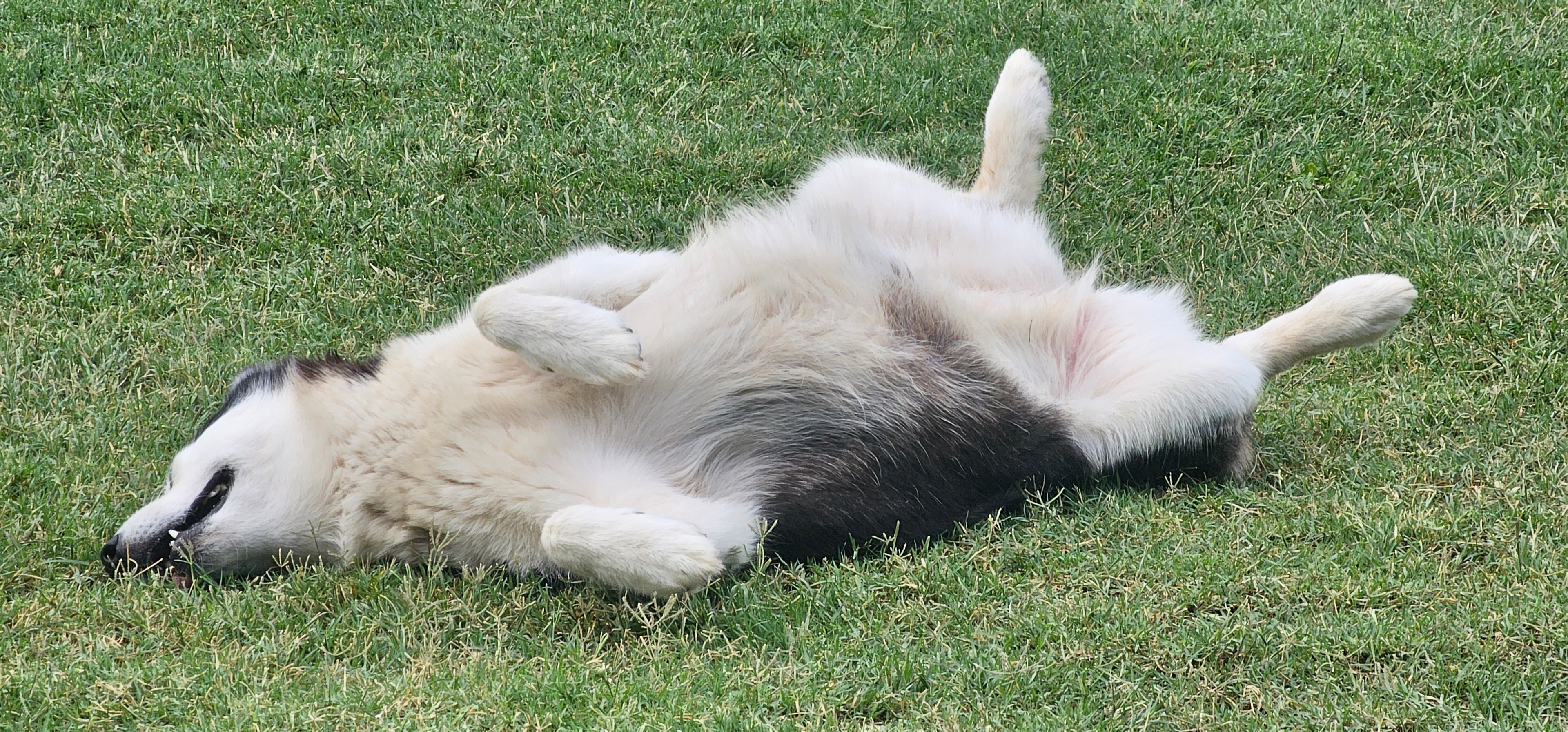 Happy dogs relaxing on the grass at My Pet Motel El Paso