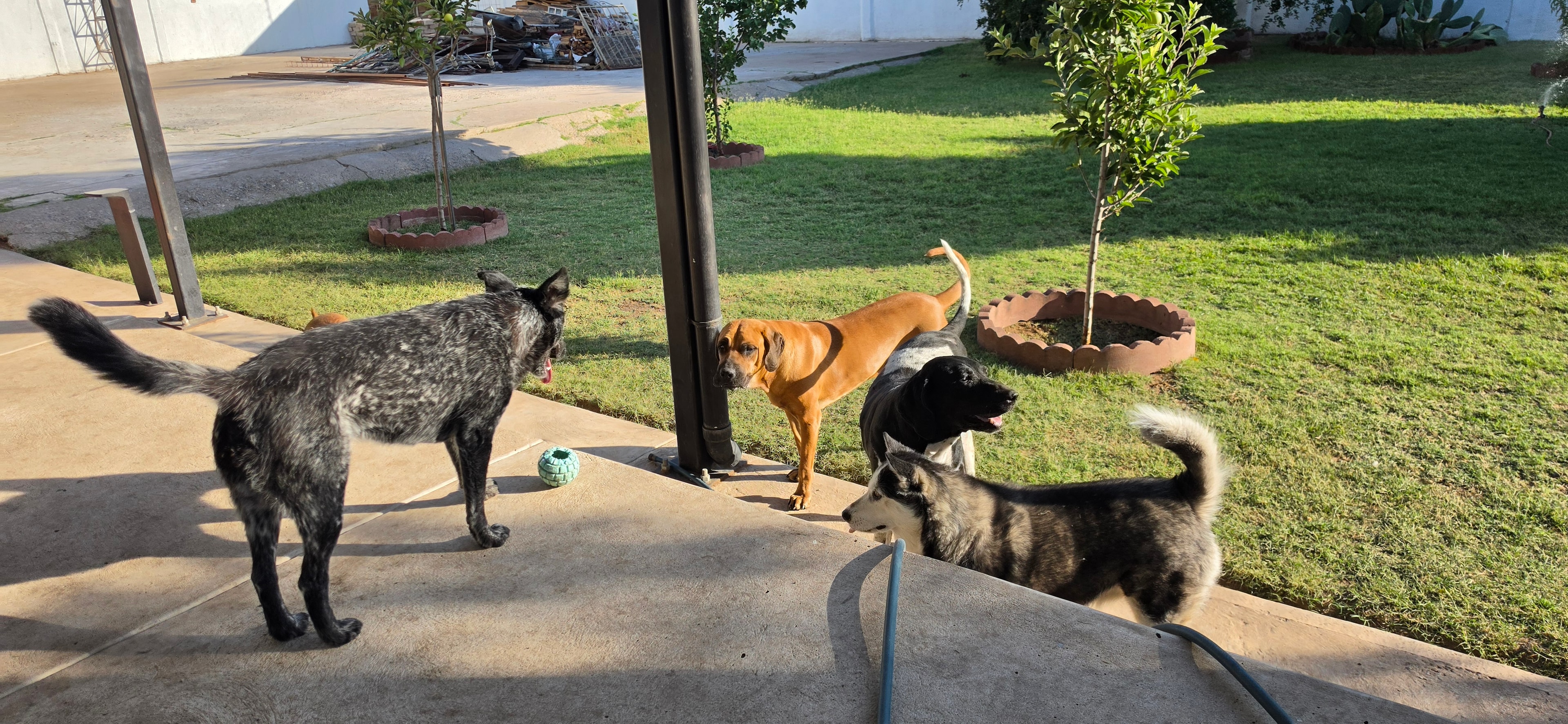 Dogs playing together in supervised daycare at My Pet Motel El Paso